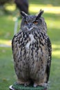European eagle owl Royalty Free Stock Photo