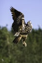 European Eagle Owl ascending to flight Royalty Free Stock Photo