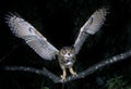 European Eagle Owl, asio otus, Adult in Flight, taking off from Branch Royalty Free Stock Photo