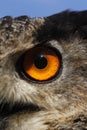 European Eagle Owl, asio otus, Portrait of Adult, Close up of Eye Royalty Free Stock Photo