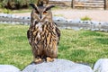 European eagle owl Royalty Free Stock Photo