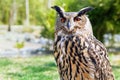 European eagle owl Royalty Free Stock Photo