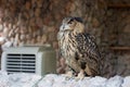 European Eagle Owl