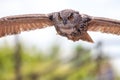 European eagle owl bird of prey in flight hunting. Stealthy pred Royalty Free Stock Photo