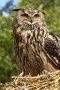 European Eagle Owl (Buba bubo) Royalty Free Stock Photo