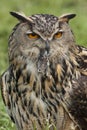 European Eagle Owl (Buba bubo)