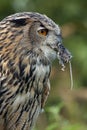 European Eagle Owl (Buba bubo) - Scotland Royalty Free Stock Photo