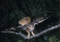 European Eagle Owl, bubo bubo, Adult in Flight, Taking off from Branch Royalty Free Stock Photo