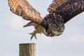 European eagle owl taking off to flight. Bird of prey hunting. Royalty Free Stock Photo