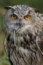 European Eagle Owl eating a field mouse - Scottish Highlands Royalty Free Stock Photo