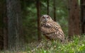 European eagle-owl or Eurasian eagle-owl, Bubo bubo.