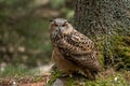 European eagle-owl or Eurasian eagle-owl, Bubo bubo.