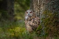 European eagle-owl or Eurasian eagle-owl, Bubo bubo.