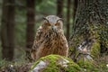 European eagle-owl or Eurasian eagle-owl, Bubo bubo.