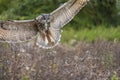 European Eagle Owl in Flight Royalty Free Stock Photo