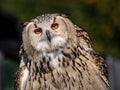 European eagle owl, the largest owl species in the world Royalty Free Stock Photo
