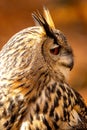 The European eagle owl is one of the largest owls. Here is a beautiful portrait of this wonderful bird. Its red eyes harmonize