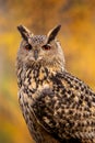 The European eagle owl is one of the largest owls. Here is a beautiful portrait of this wonderful bird. Its red eyes harmonize