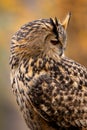 The European eagle owl is one of the largest owls. Here is a beautiful portrait of this wonderful bird. Its red eyes harmonize