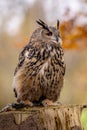 The European eagle owl is one of the largest owls. Here is a beautiful portrait of this wonderful bird. Its red eyes harmonize