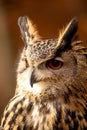 The European eagle owl is one of the largest owls. Here is a beautiful portrait of this wonderful bird. Its red eyes harmonize