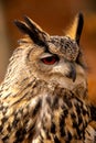 The European eagle owl is one of the largest owls. Here is a beautiful portrait of this wonderful bird. Its red eyes harmonize