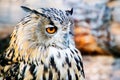 European Eagle Owl Royalty Free Stock Photo