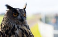 European Eagle Owl