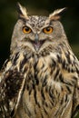 European Eagle Owl - Scottish Highlands Royalty Free Stock Photo