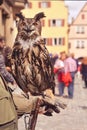 European eagle owl sitting on handler`s hand Royalty Free Stock Photo