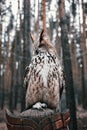 European eagle owl is sitting on a tree. Close-up. Vertical portrait of a nocturnal predator bird. Orange eyes