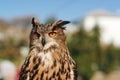 European eagle owl staring forward. Long-eared Owl sitting on the branch in the park Royalty Free Stock Photo
