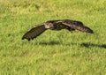 European Eagle Owls in Flight