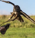 European Eagle Owls in Flight