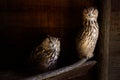 European Eagle Owls staring at the photographer