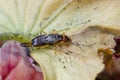 European earwig on colorfur leaf