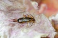 European earwig on colorfur leaf