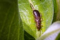 A European Earwig or Common Earwig (Forficula auricularia) Royalty Free Stock Photo