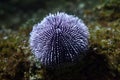 European edible sea urchin (Echinus esculentus) Royalty Free Stock Photo