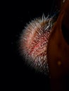 European edible sea urchin, Echinus esculentus. Flame Shell Point. Loch Carron, Scotland Royalty Free Stock Photo