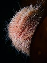 European edible sea urchin, Echinus esculentus. Flame Shell Point. Loch Carron, Scotland Royalty Free Stock Photo