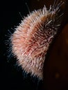 European edible sea urchin, Echinus esculentus. Flame Shell Point. Loch Carron, Scotland