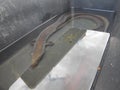 European eel Anguilla anguilla is a `catadromous` fish Ã¢â¬â that is, it spawns and is born at sea, and then migrates into inland wa Royalty Free Stock Photo
