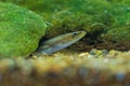 European eel - Anguilla anguilla is a species of eel, a snake-like, catadromous fish. They can reach a length of 1.5 m, juvenile