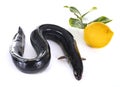 European eel in studio Royalty Free Stock Photo