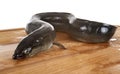 European eel in studio Royalty Free Stock Photo