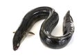 European eel in studio Royalty Free Stock Photo