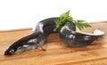 European eel in studio Royalty Free Stock Photo