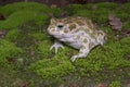 European or Egyptian green toad (Bufotes viridis) Royalty Free Stock Photo
