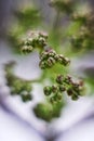 European elder bud Royalty Free Stock Photo